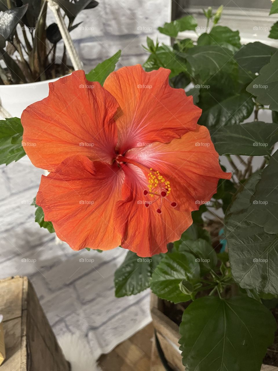 Hibiscus flower