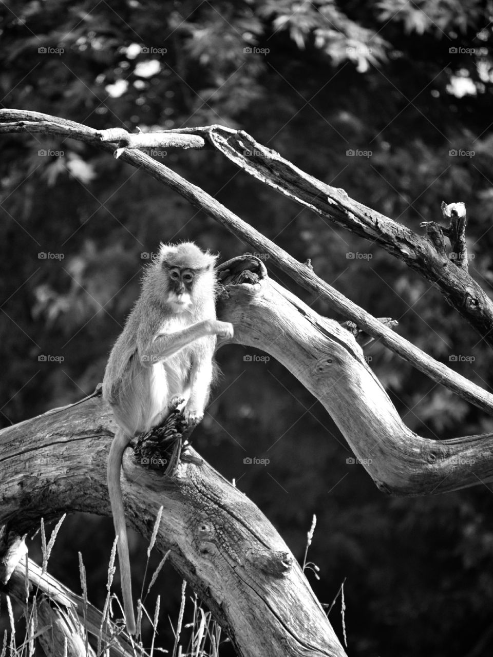 Patas Monkey