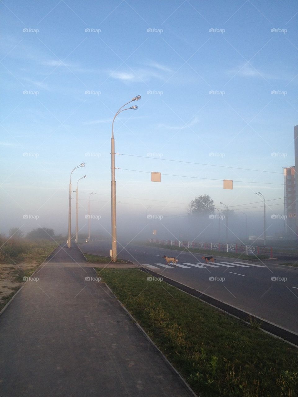 Fog in city