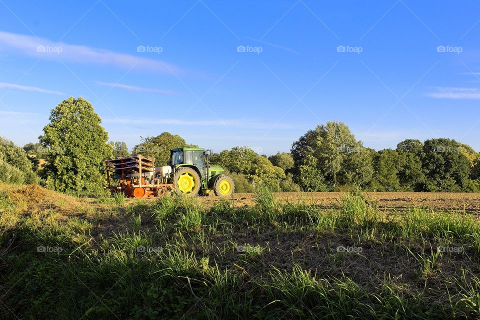 wheat field in the summer