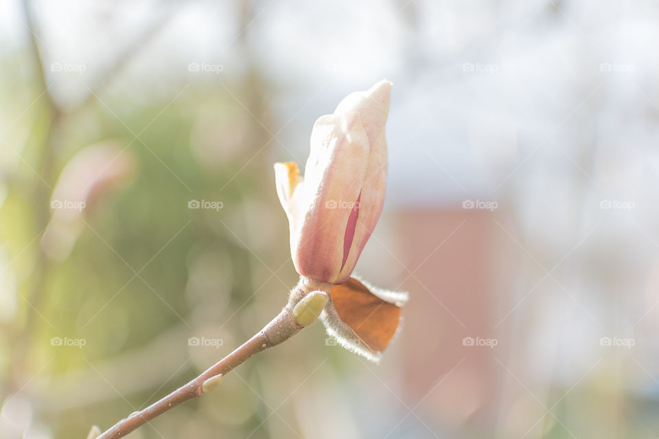 First magnolia bud