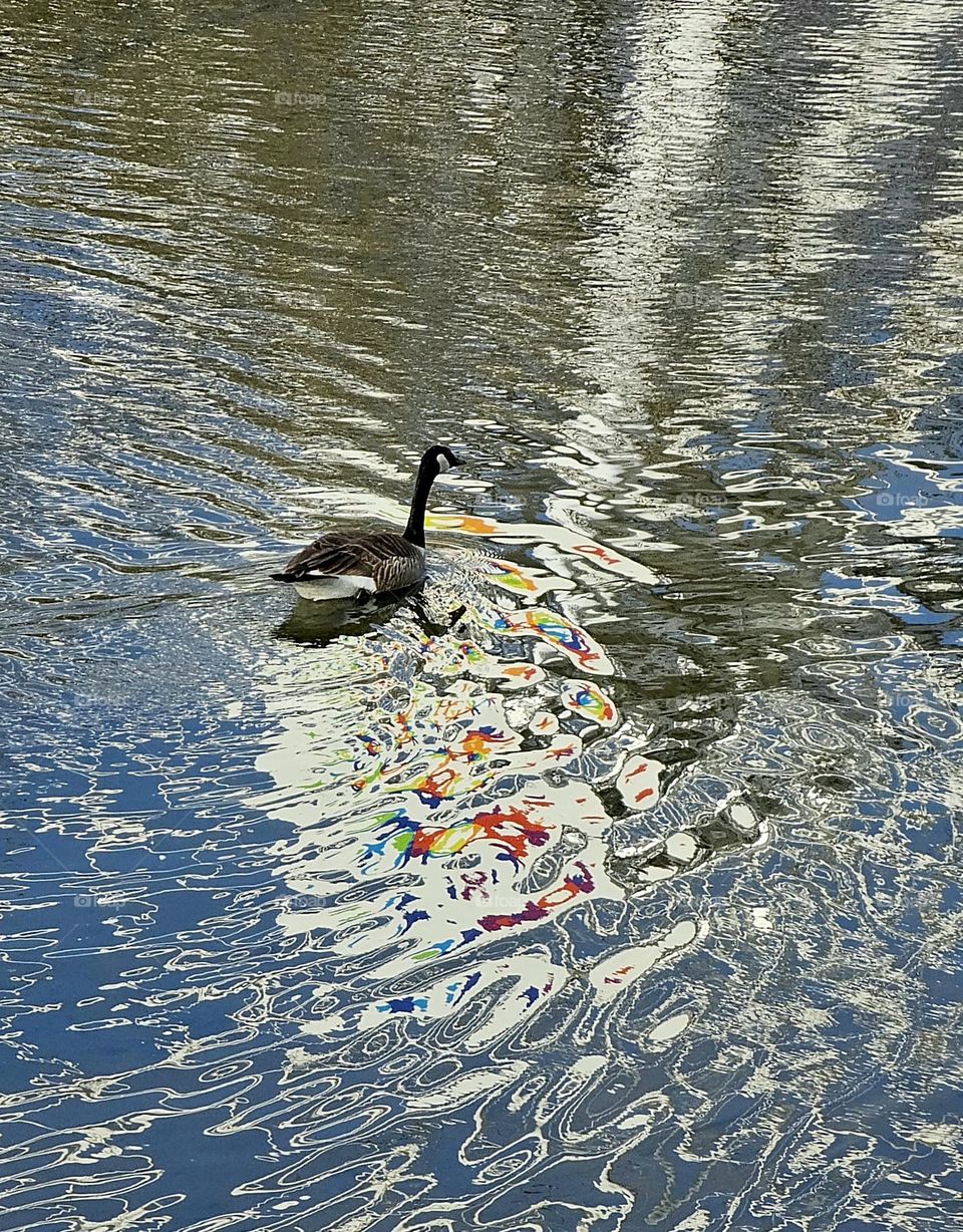 goose in Old port Montréal