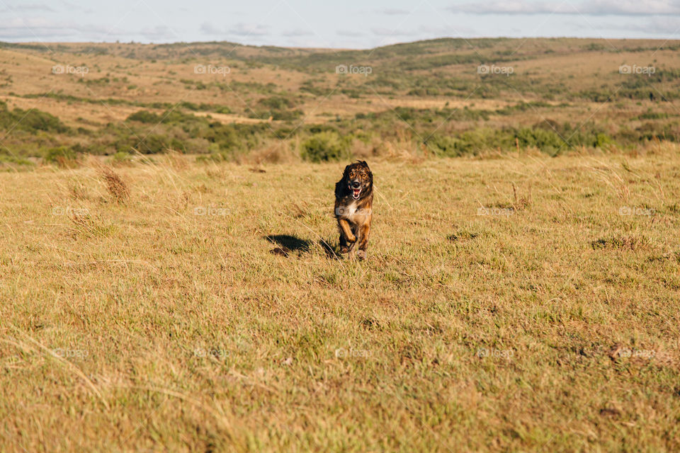 Dog in fields