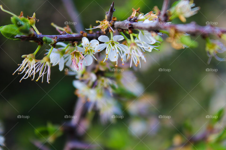 Cherry  blossom