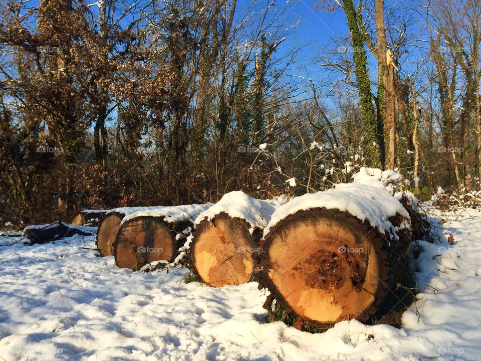 Trees cut down and covered in snow
 