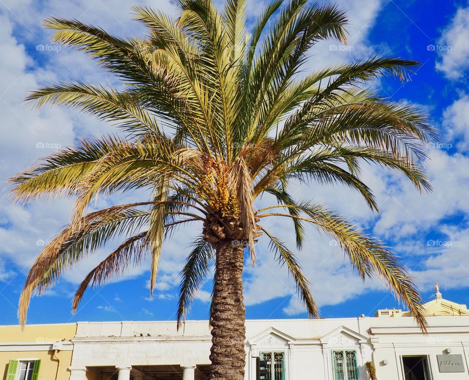 Palm tree on the Promenade des Anglais in Nice, France.