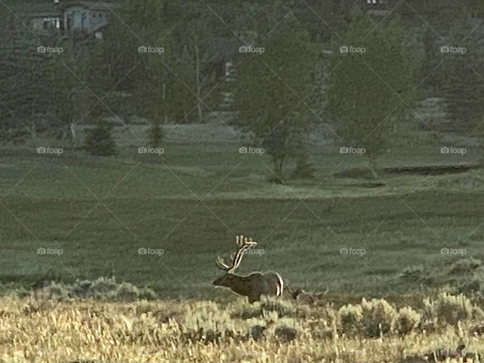 Bull elk