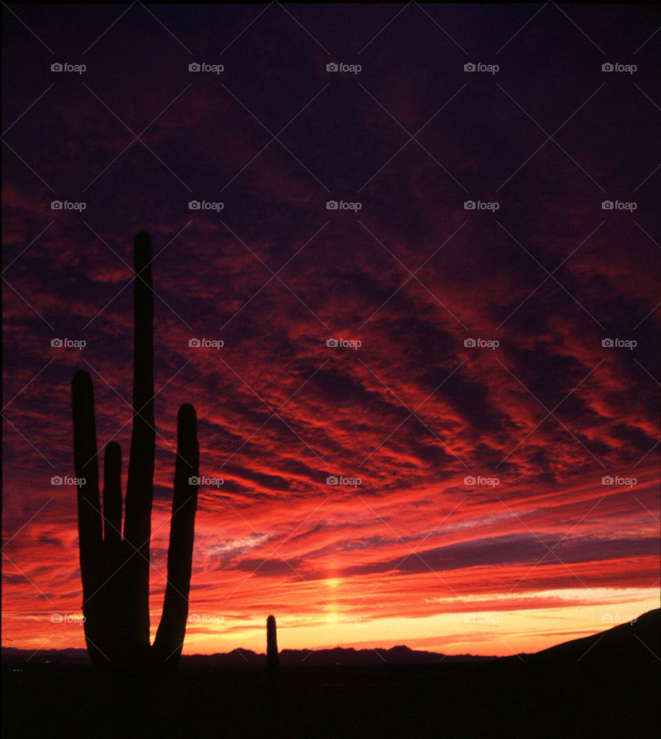 sunset night usa cactus by ccrocker