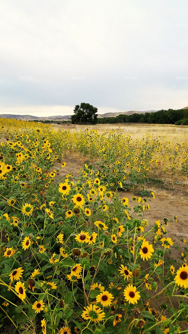 wide open space of lovely yellow sun flowers
