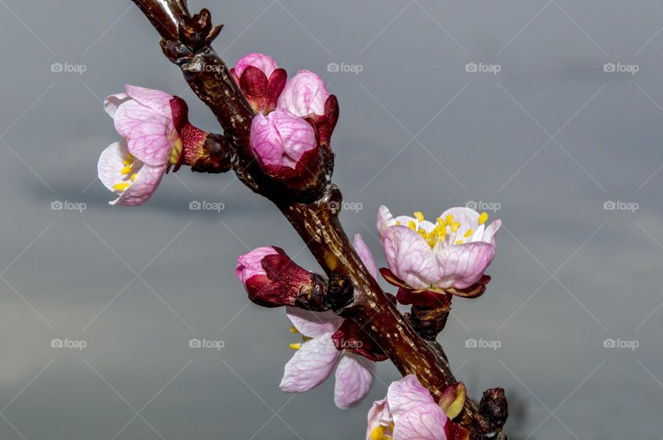 Branch of blossoming apricot.