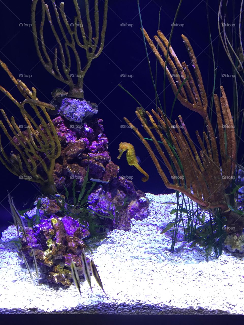 Aquarium Friend