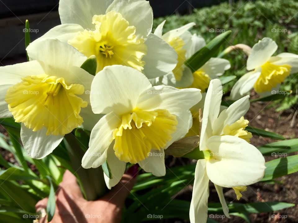 Bouquet of Daffodils 