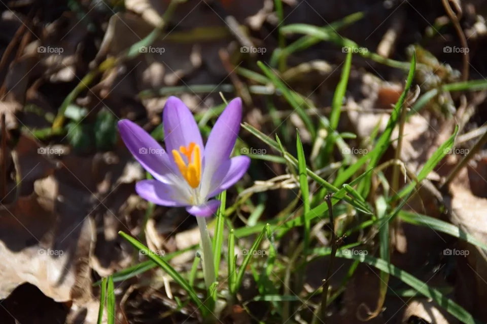 Springtime