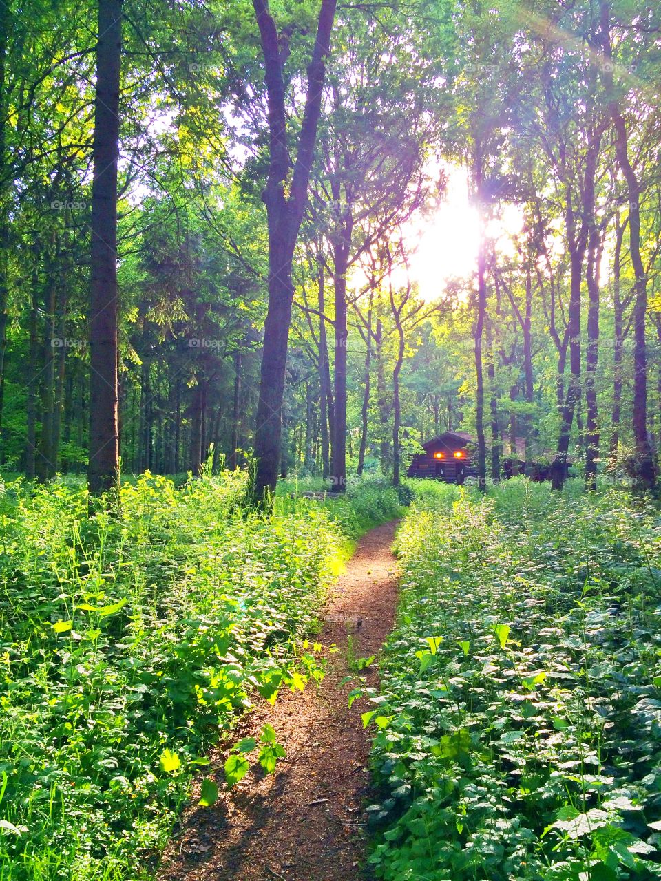 Path to the cabin in forest. Path to the cabin in forest