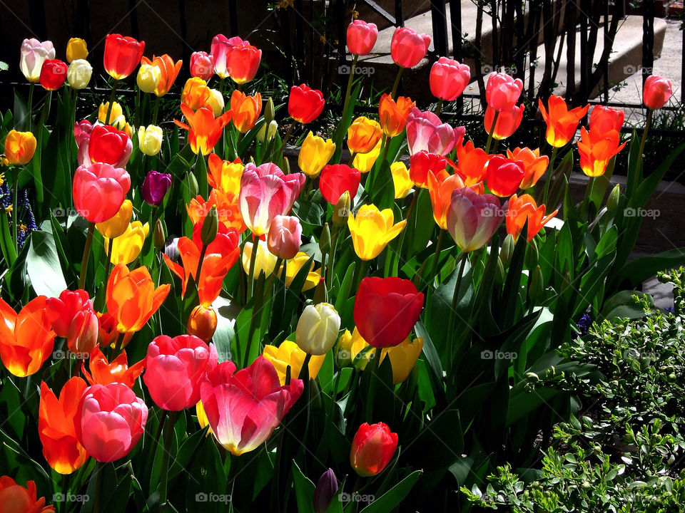 garden colors park tulip by delvec