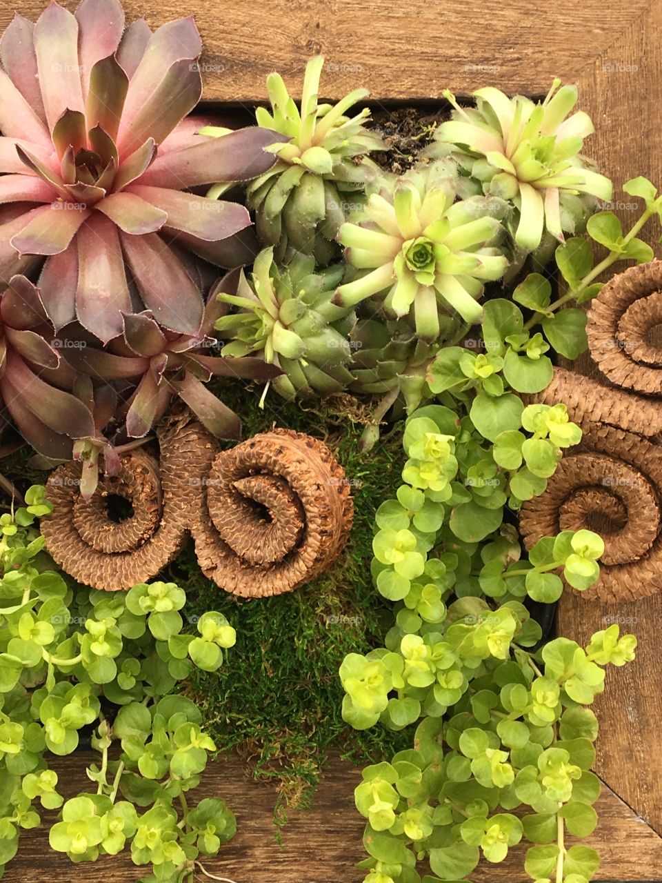 Succulent plant display