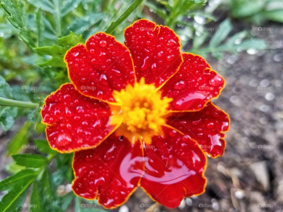 Beautiful red flower survived the rain storm