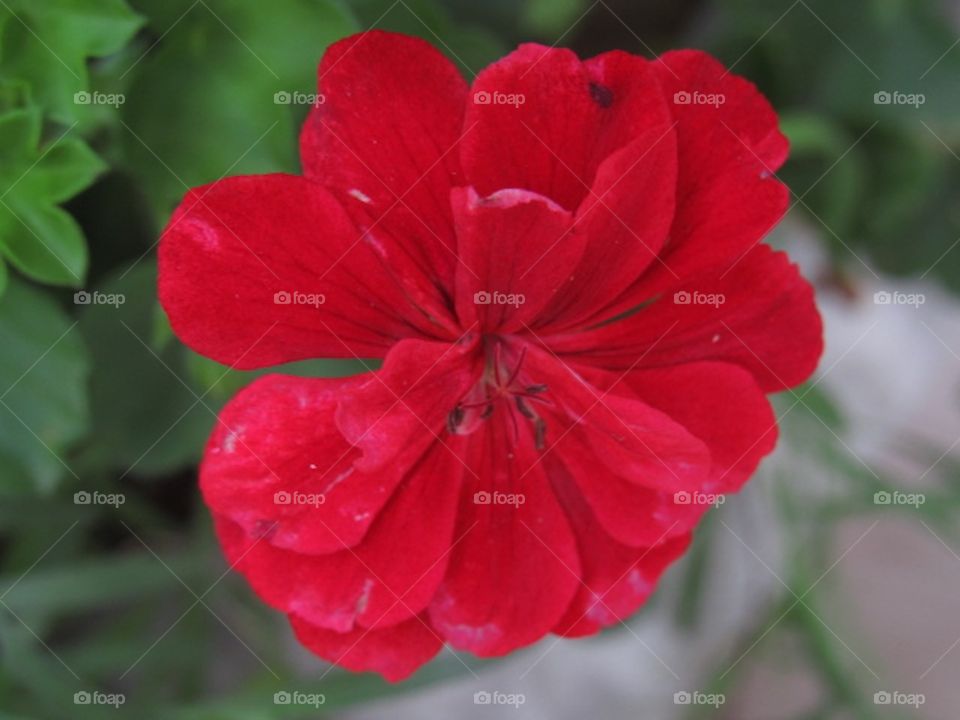 Red Petals Flower