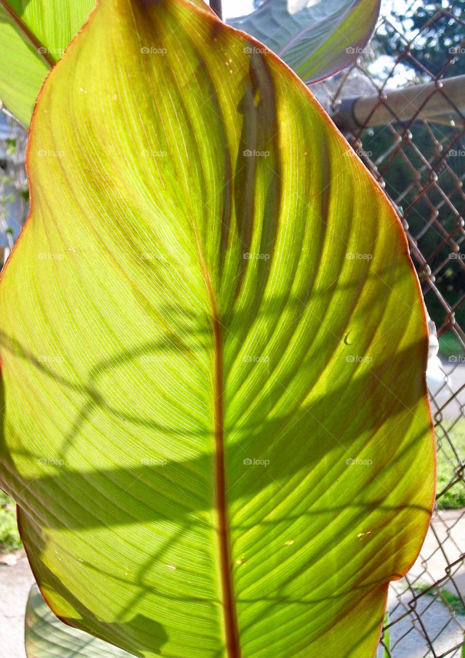 Big wide leaf