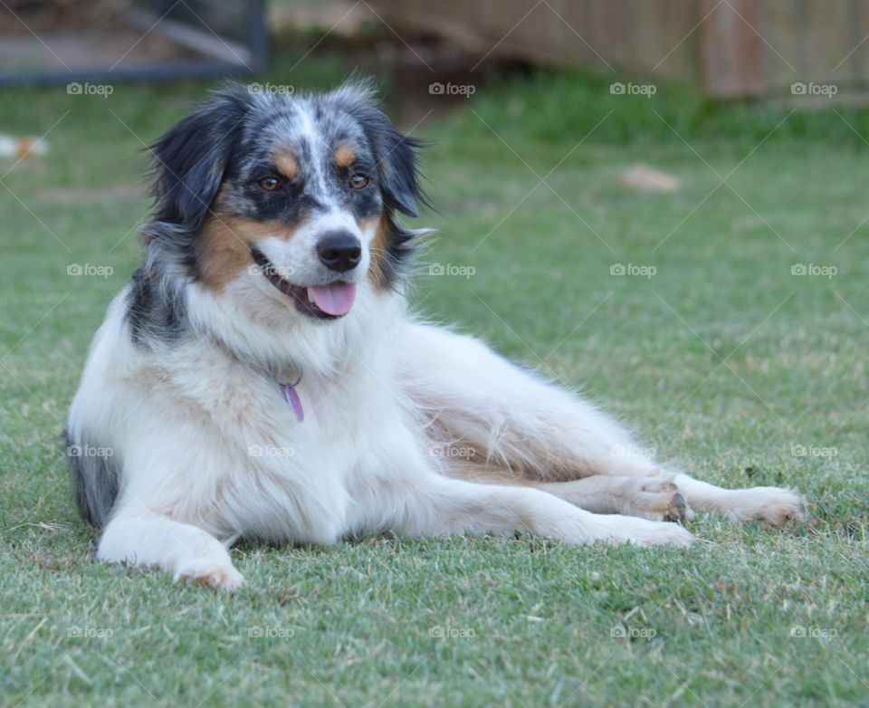 Miniature Australian Shepherd. 