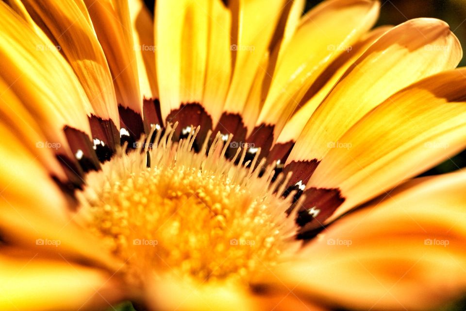 A closer look . Macro look at flower