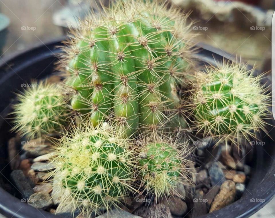 cactus cluster