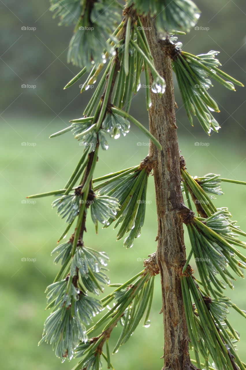 Tree Dew Drops. 