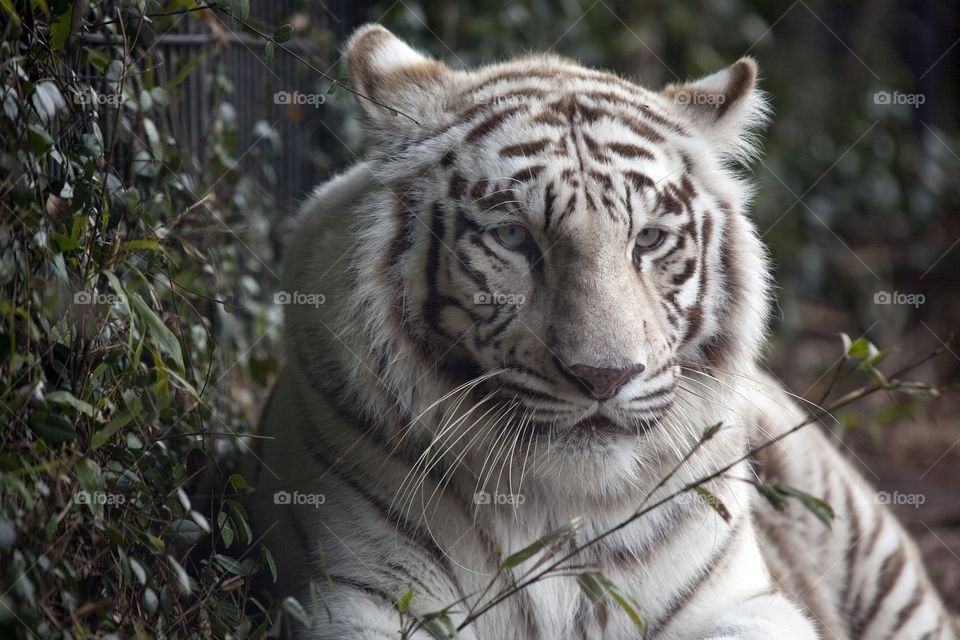 tiger