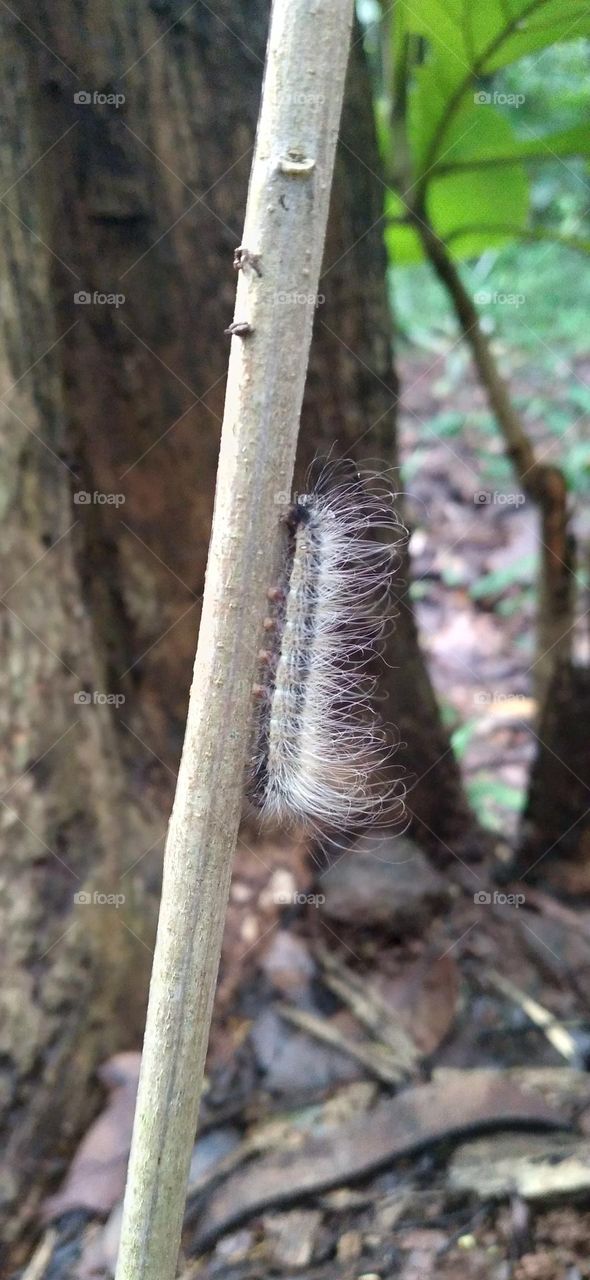 Datana integerrima canary caterpillar moth is a moth from the family Notodontidae