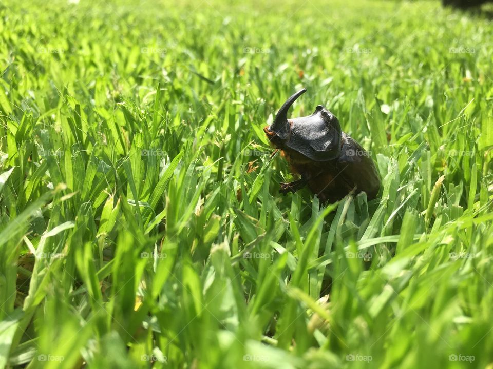 The beetle Rhinoceros on a lawn 