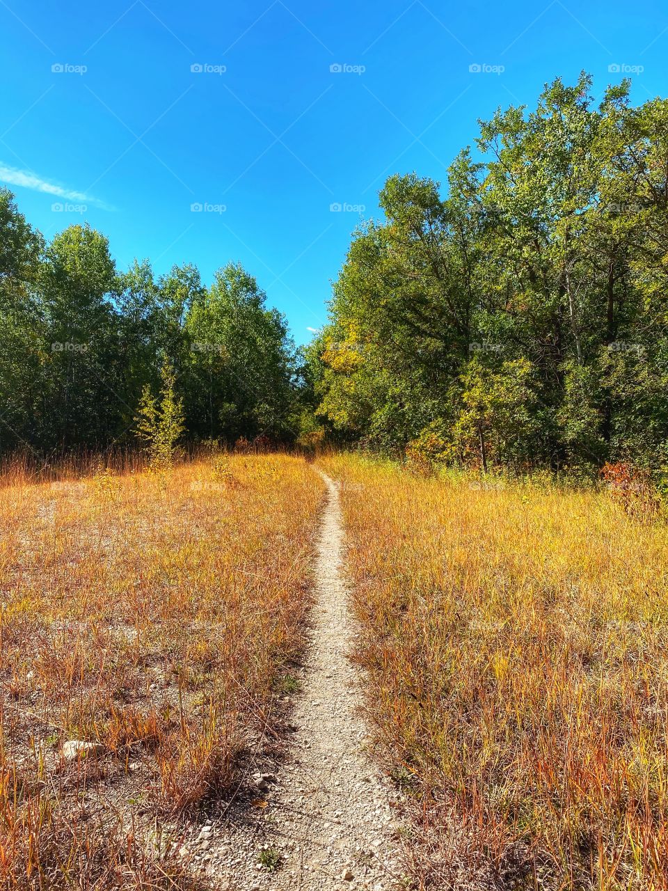 Path into the woods 