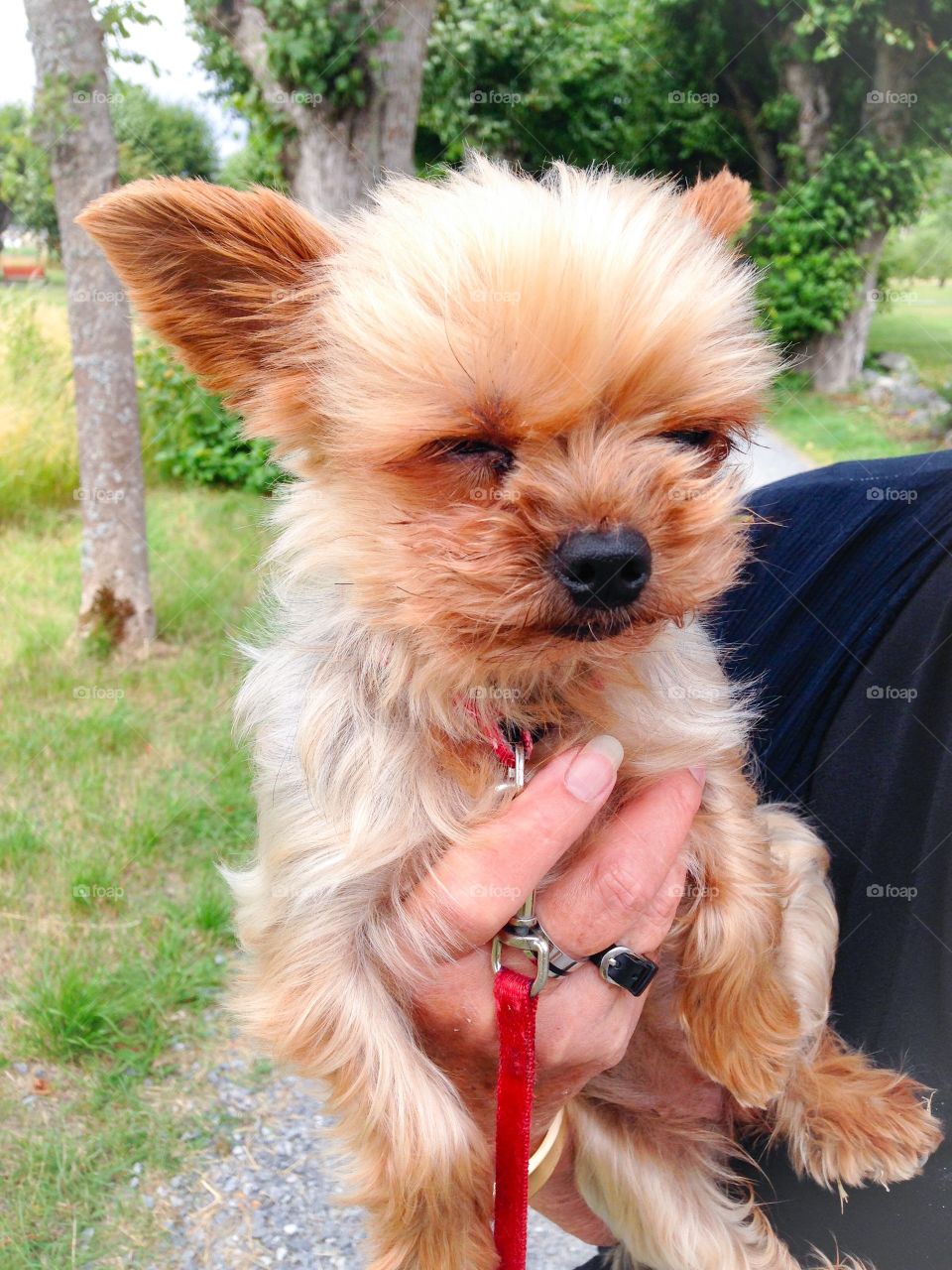 cute yorkshire terrier