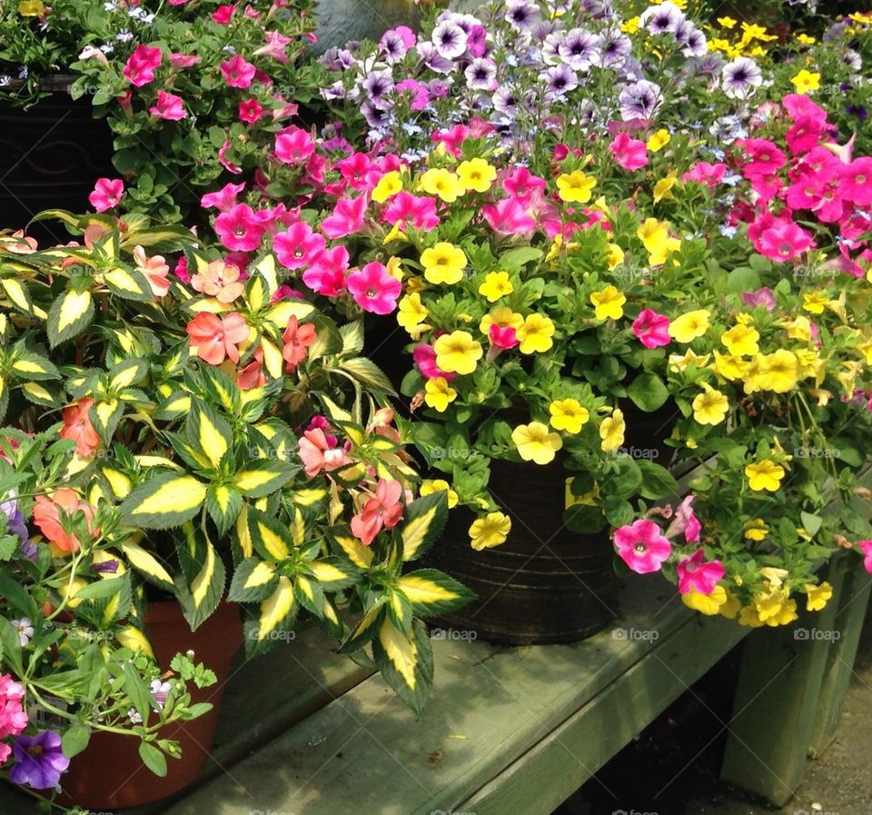 Flowers in pots 