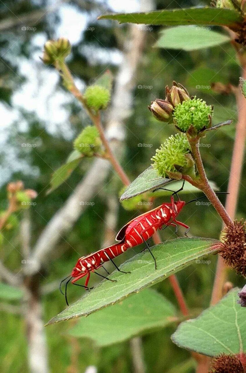 insects pairing