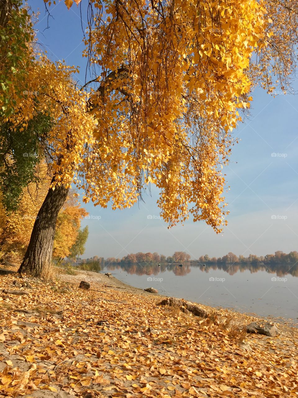 Autumn riverbank in Kyiv. 