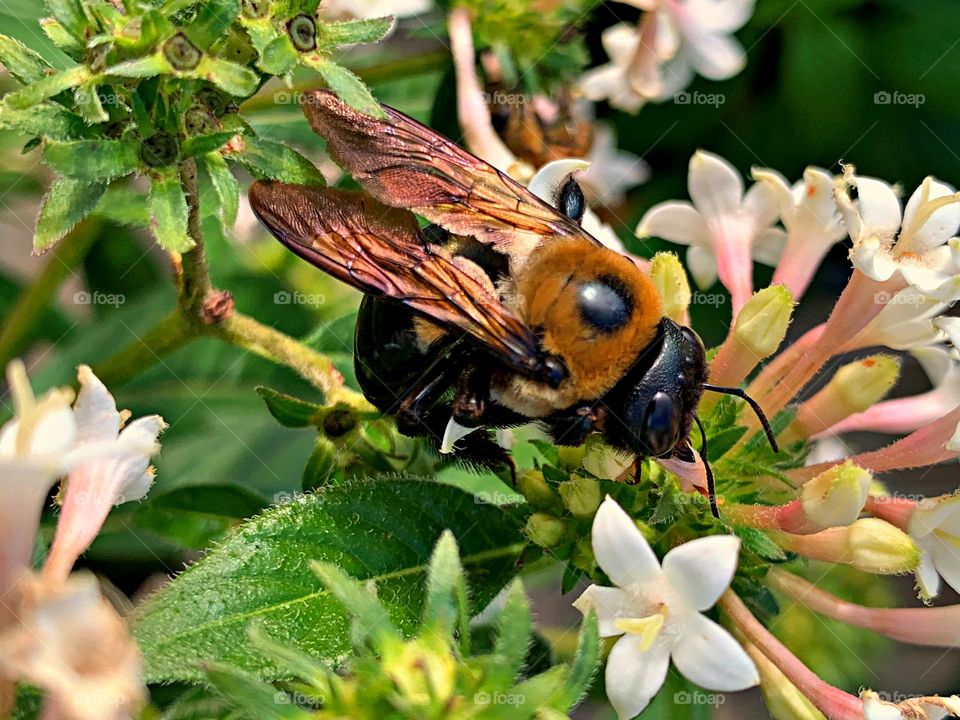 Birds & Bees - Nature in Motion - Huge Eastern carpenter bees collecting pollen. Bees are crucial pollinators that work diligently by collecting nectar and pollen from flowers, unknowingly transferring pollen from one flower to another