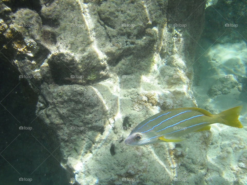 Fish and coral of Hanauma Bay. 