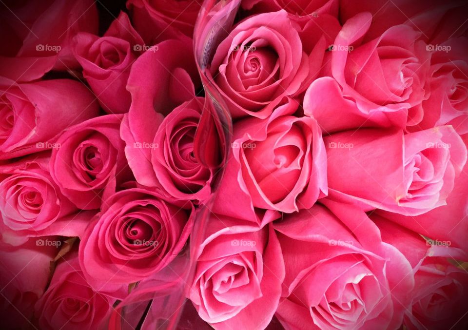 Pink roses