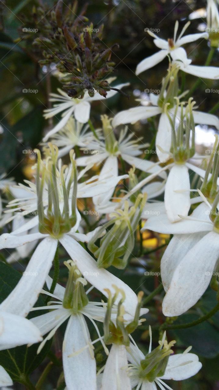 Nature, No Person, Flower, Leaf, Summer