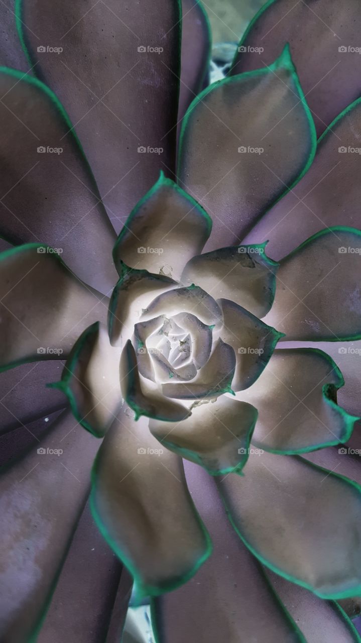 succulent negative