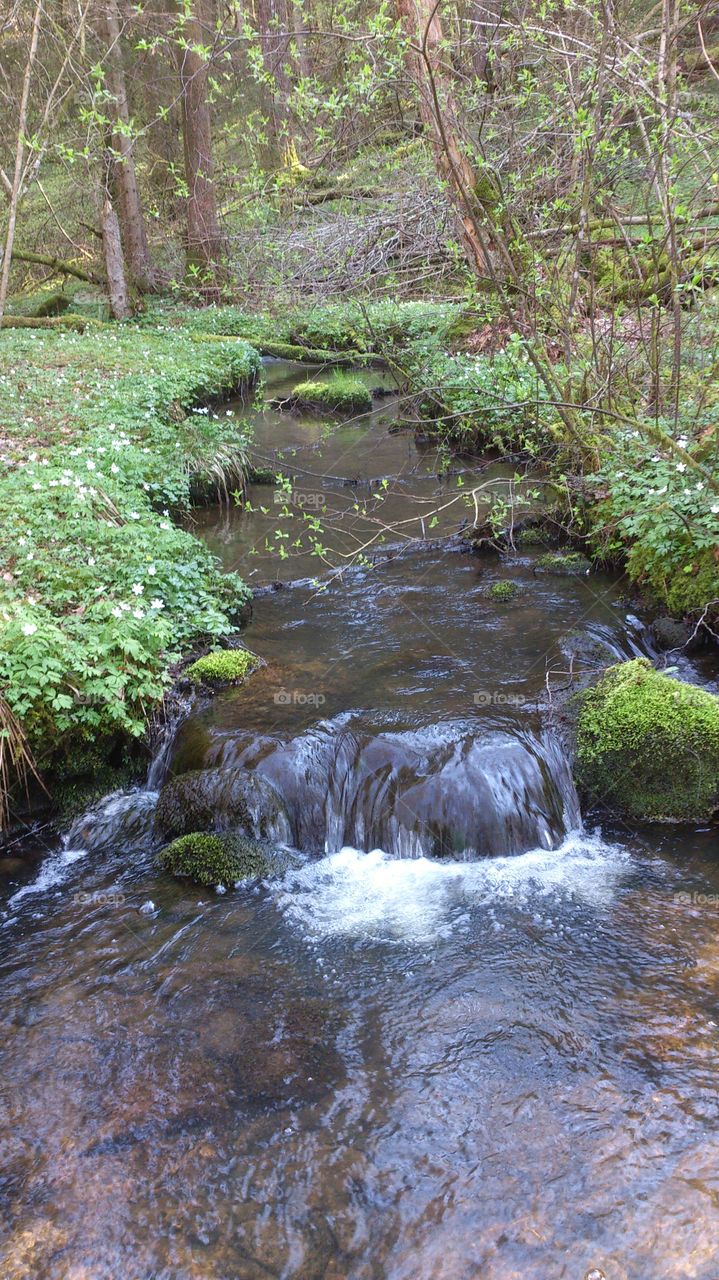 Creek in a forest in Sweden 