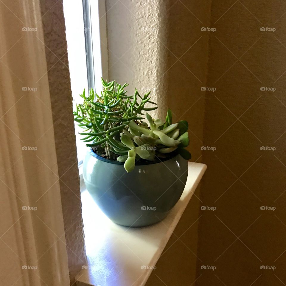 House plants and green succulents in the windowsill 