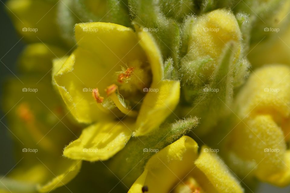 Yellow Wildflower