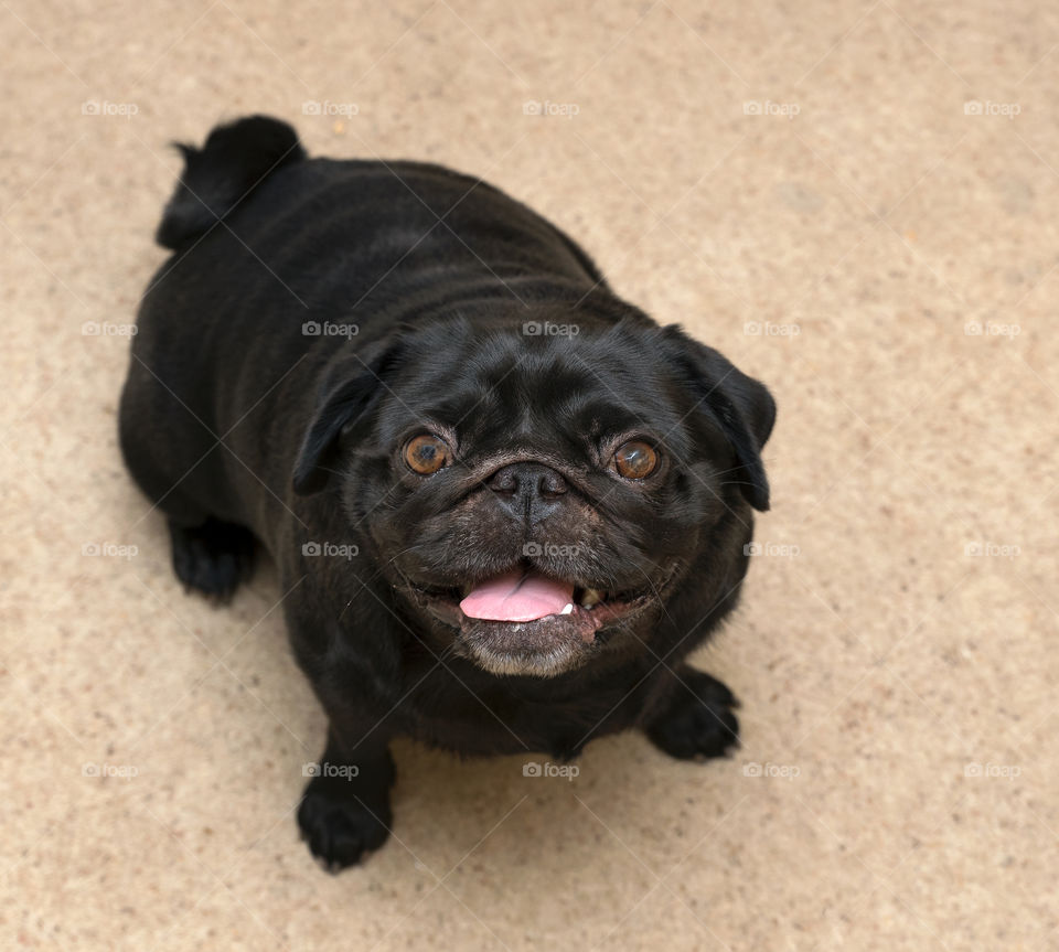 Happy old black pug dog with his tongue sticking out looking up.