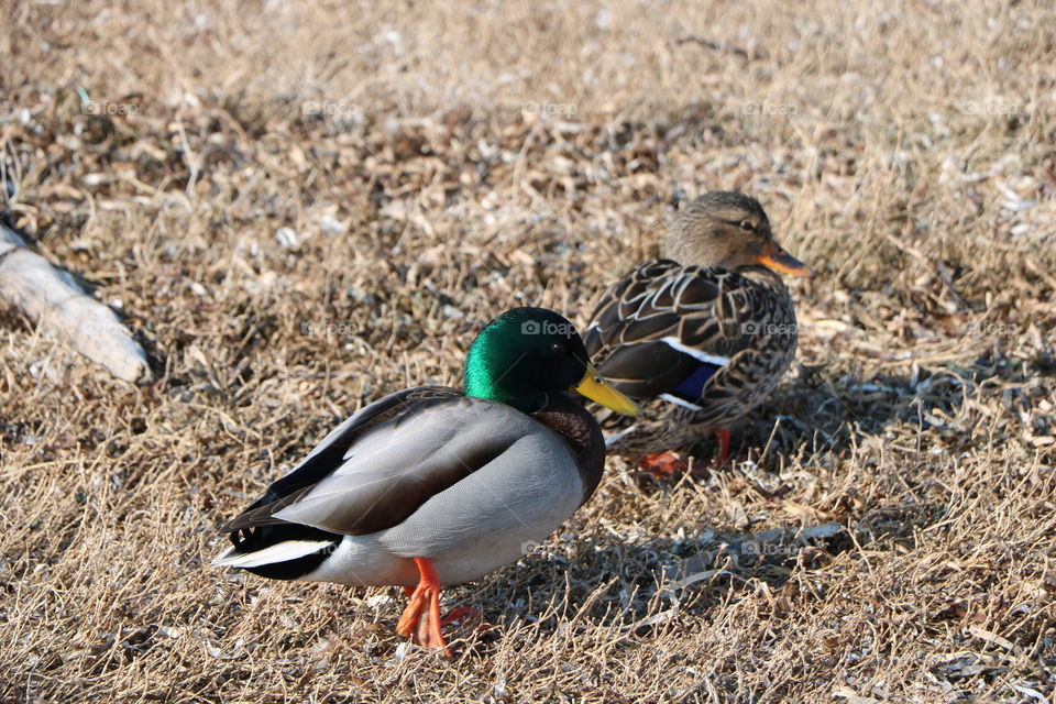 Two friendly ducks walking and talking by the water 