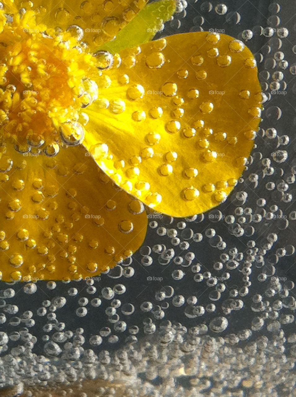 yellow flora pretty flower by upyanose