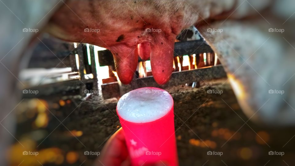 Copo com leite natural. Tirando leite de vacas no curral.