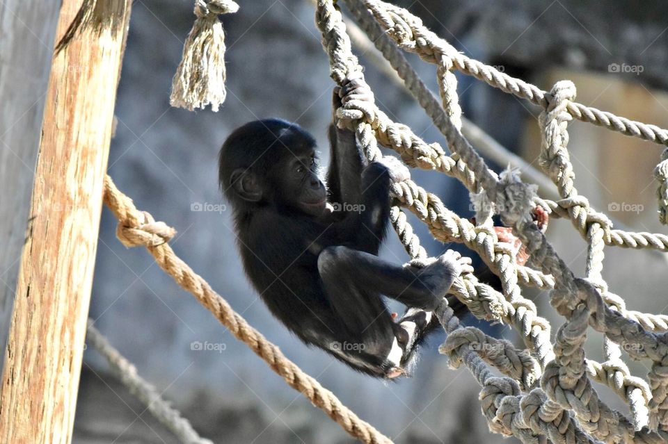 Baby Bonobo Monkey 