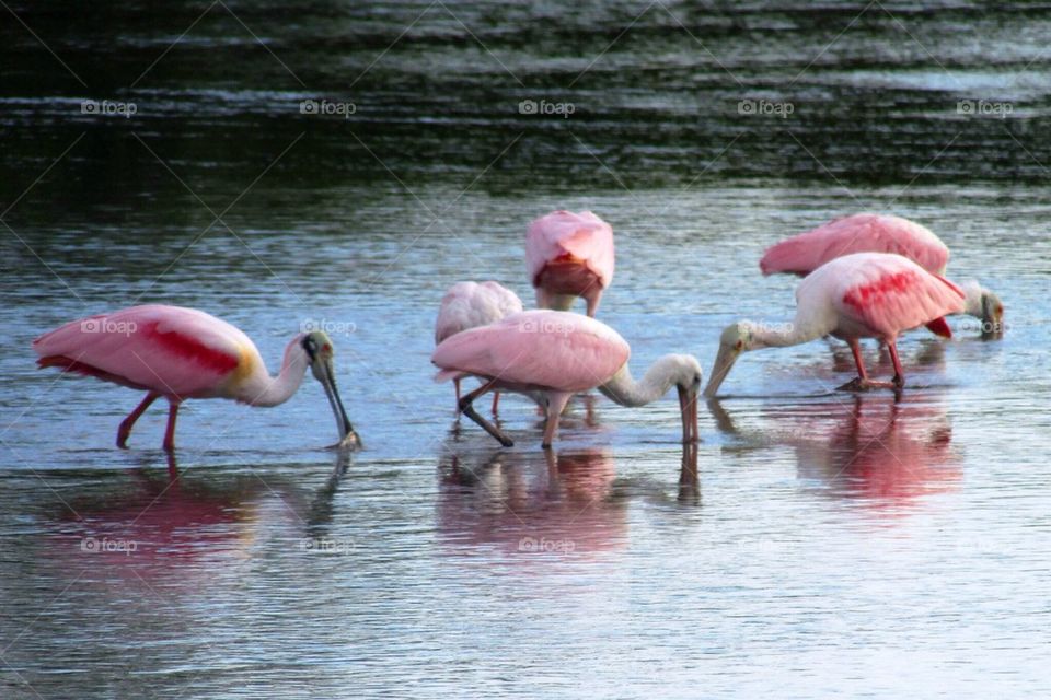 Roseate spoonbill 