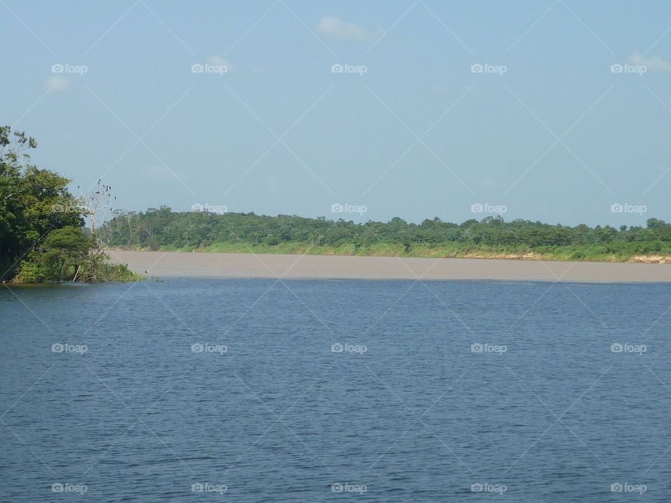 árvores no rio Amazonas